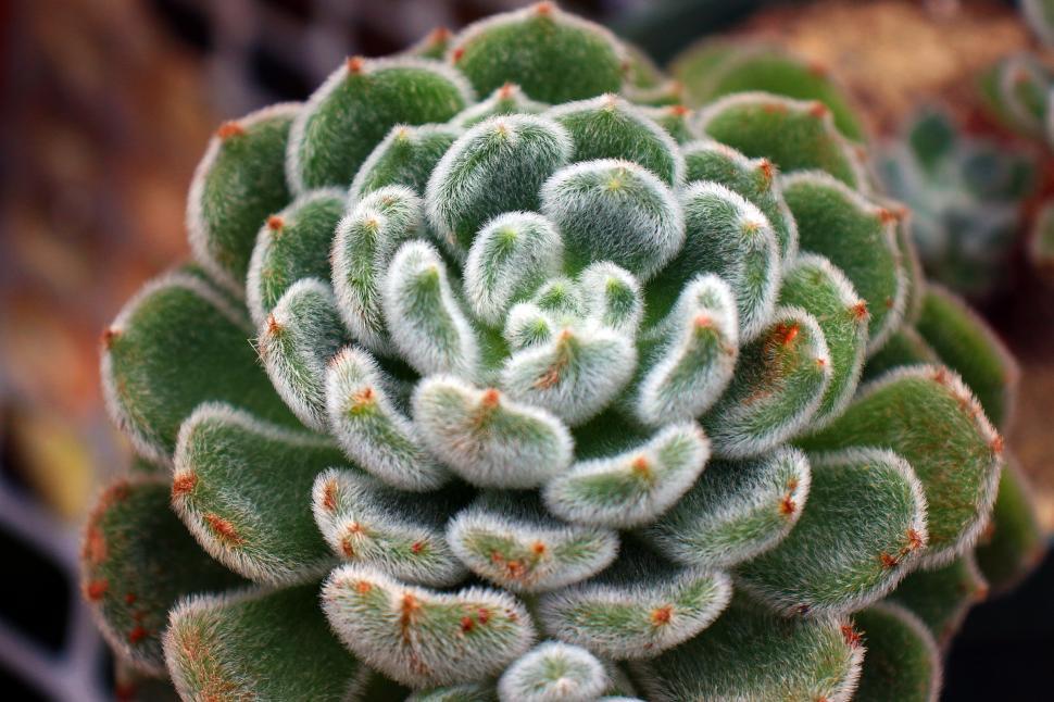 Free Image of Echeveria Setosa Mexican Firecracker Plant  