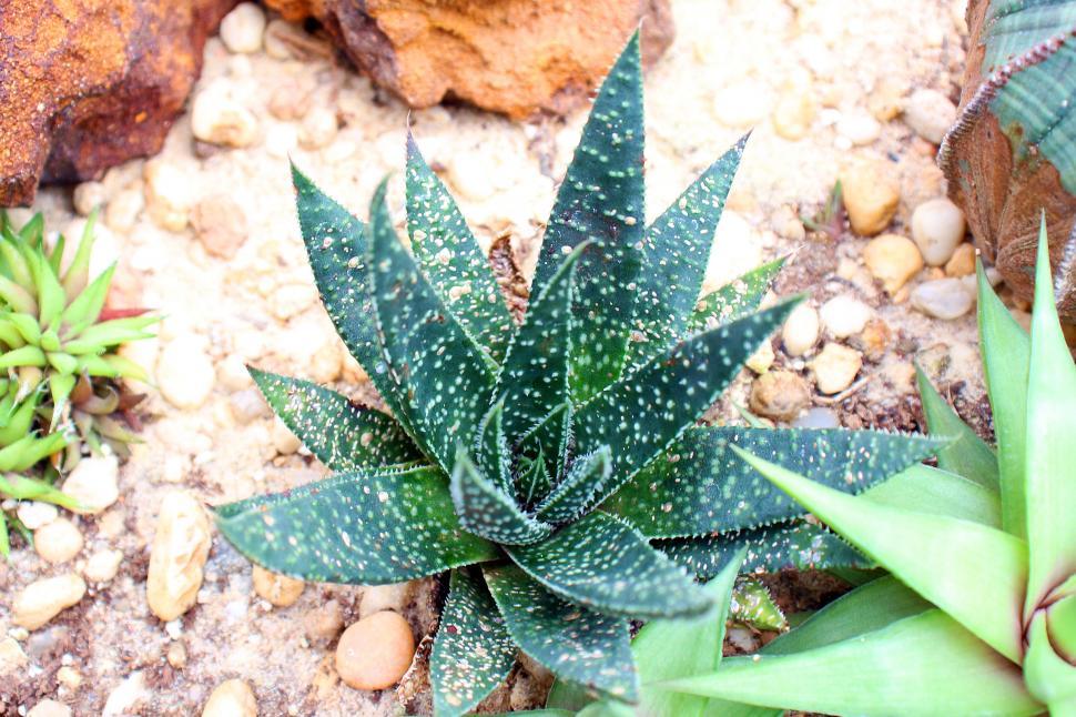 Free Image of Gasteria  Flo   