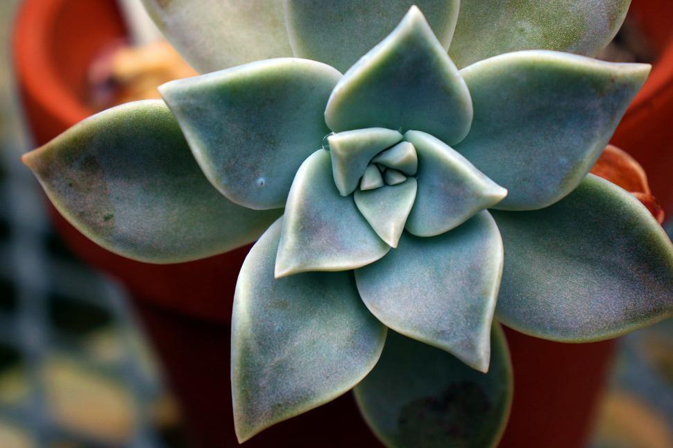Free Image of Graptopetalum Paraguayense 