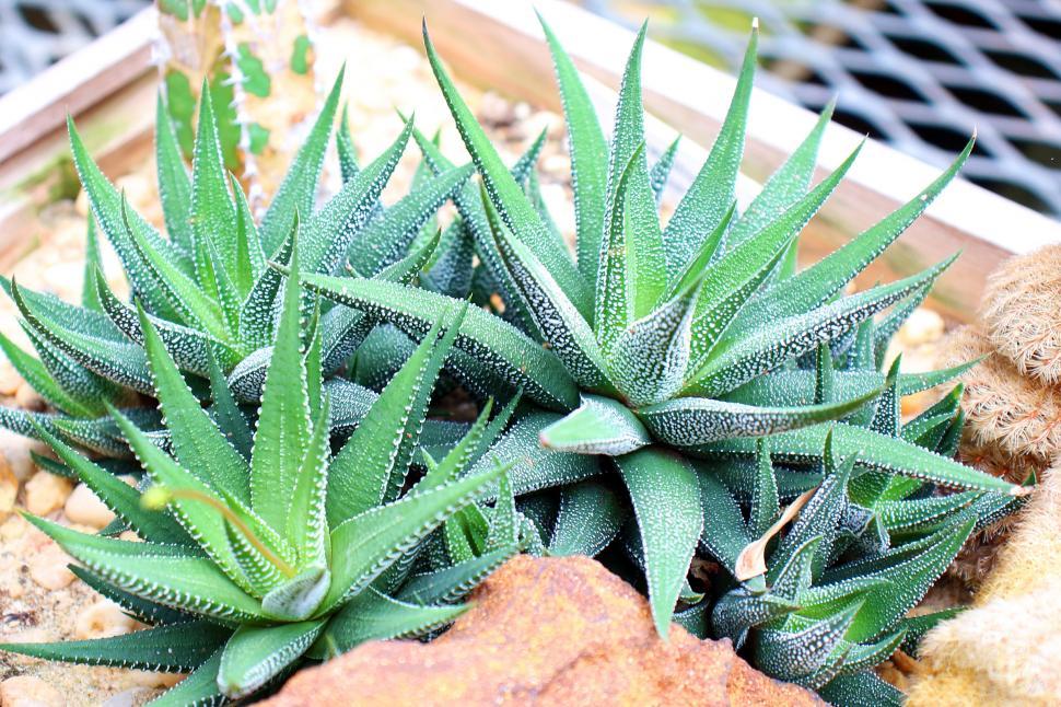 Free Image of Haworthia attenuata  Concolor  