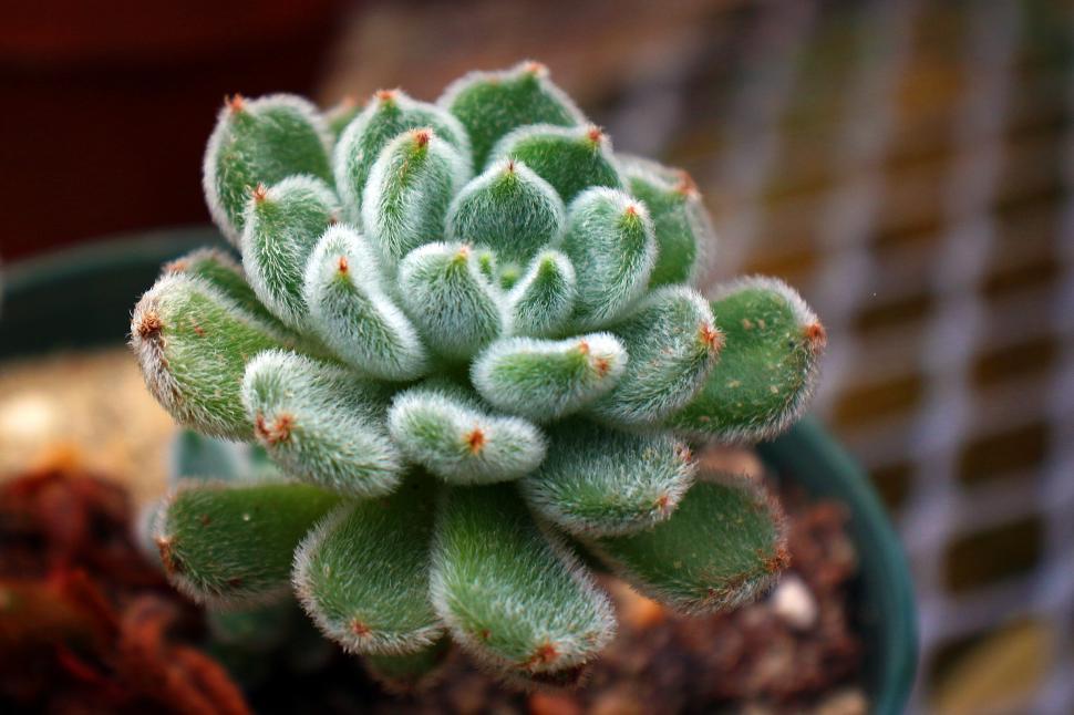 Free Image of Mexican Firecracker 