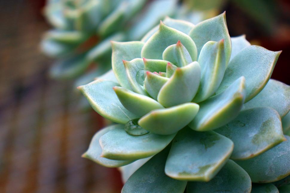 Free Image of Graptopetalum Paraguayense 