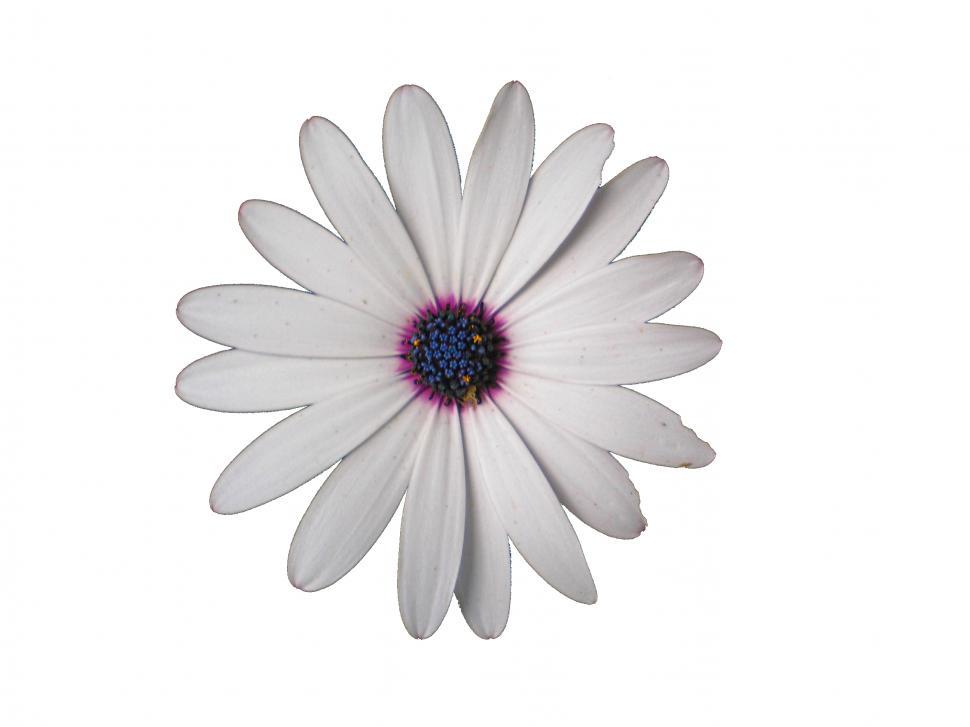 Free Image of White Flower 