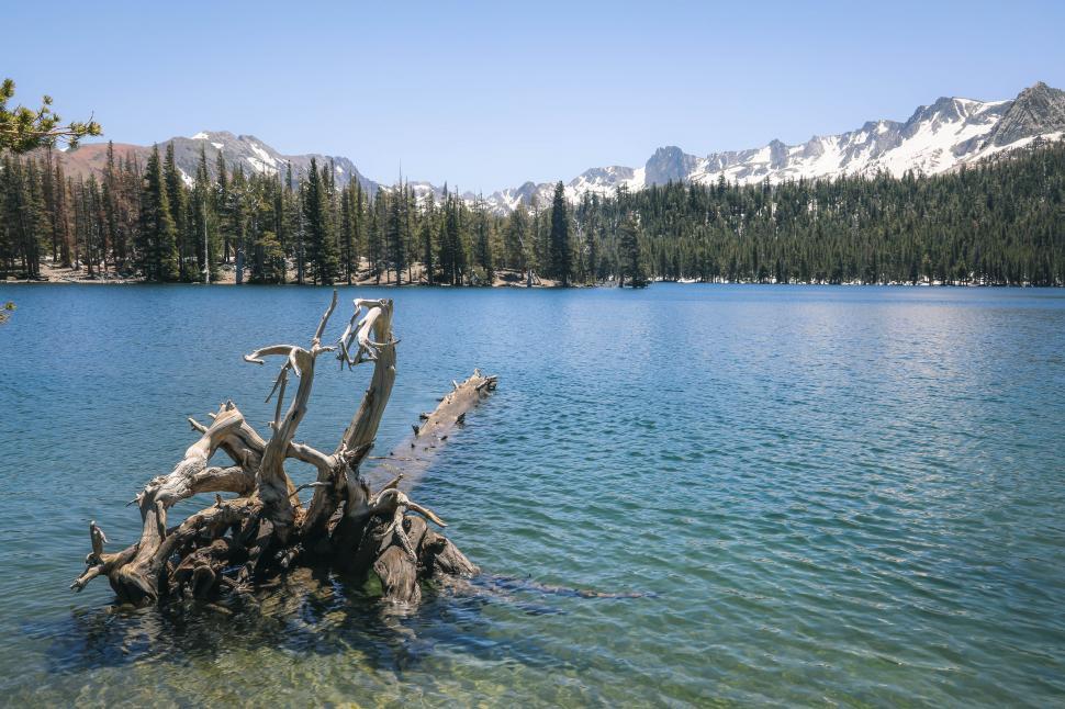 Free Image of Bleached out fallen tree in mountain lake, surrounded by forest 