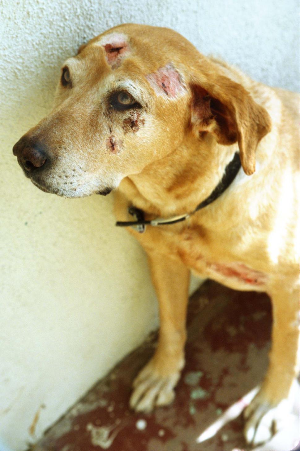 Free Image of Dog after fight 