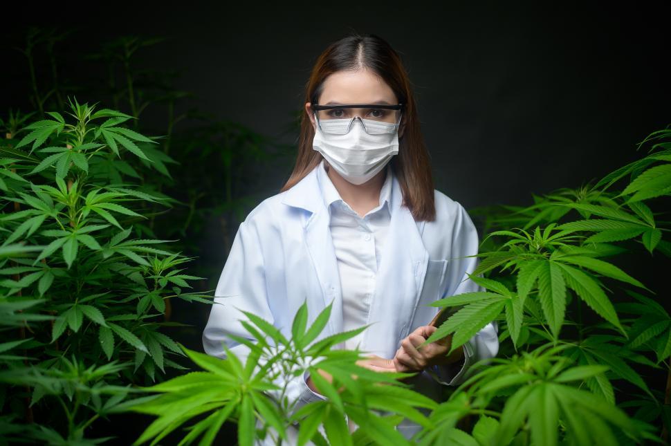 Free Image of Concept of cannabis plantation, a scientist collecting datat 