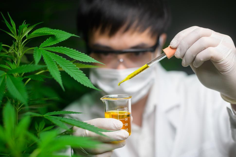 Free Image of A scientist on cannabis farm experimenting with the crop 