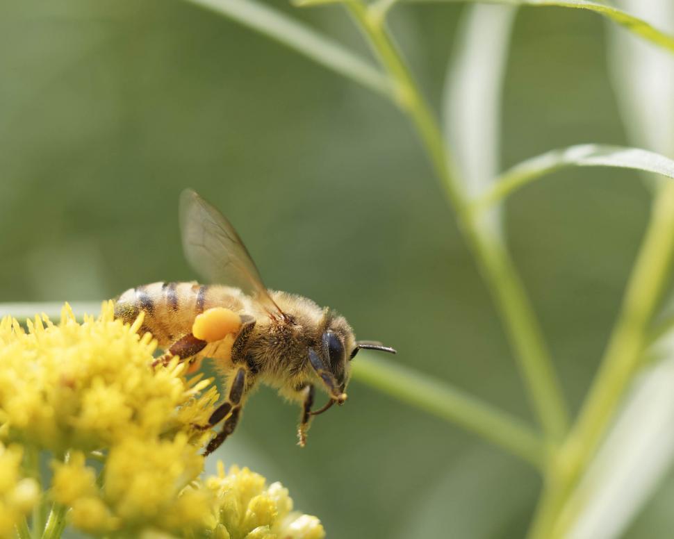 Free Image of Honey Bee 