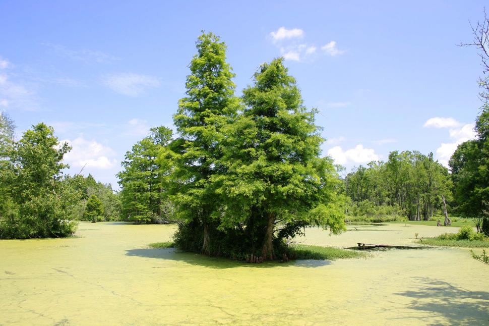 Free Image of Swamp trees 