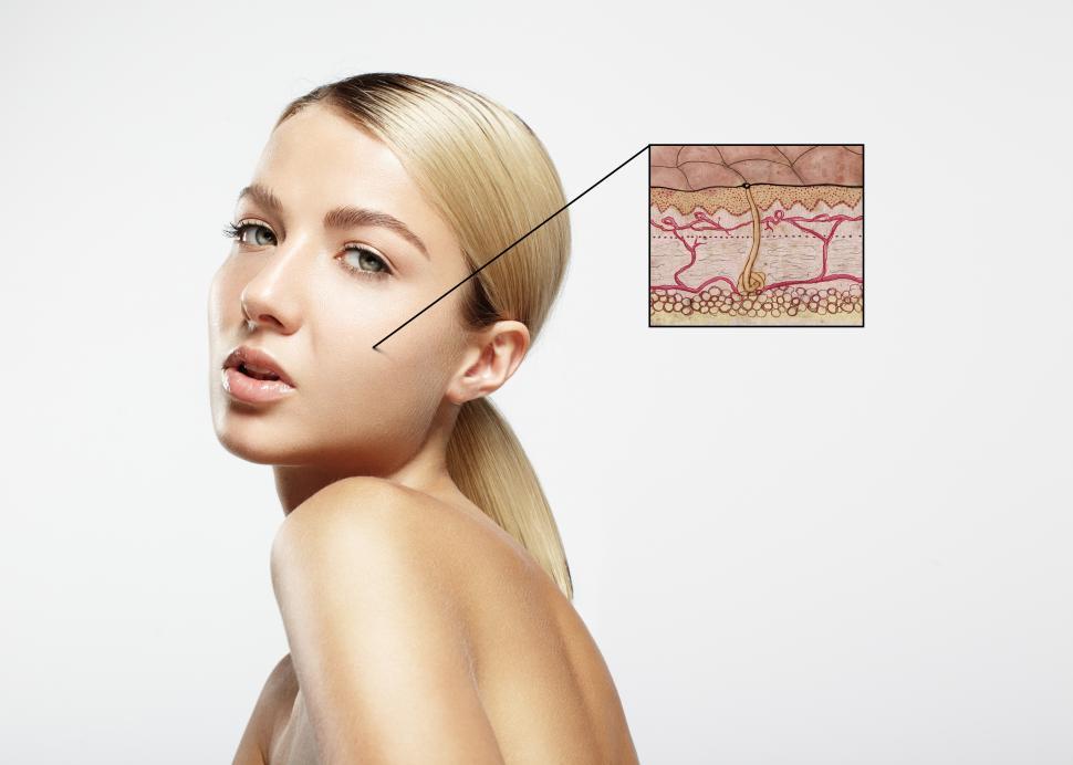 Free Image of skin structure concept, blow up illustration of human skin layers 