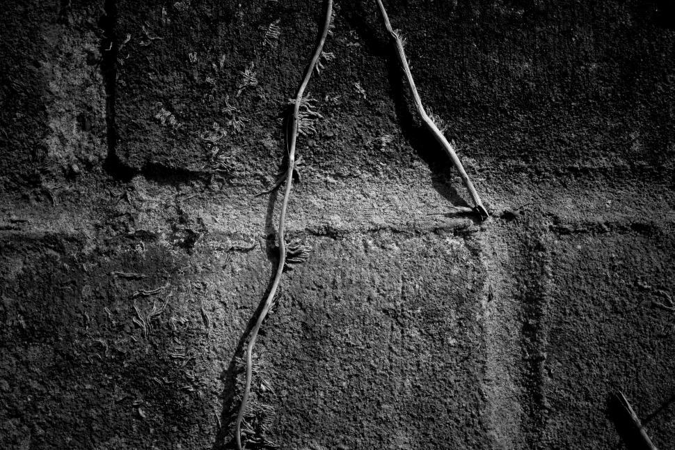 Free Image of Brick &amp Ivy Free Stock Photo 