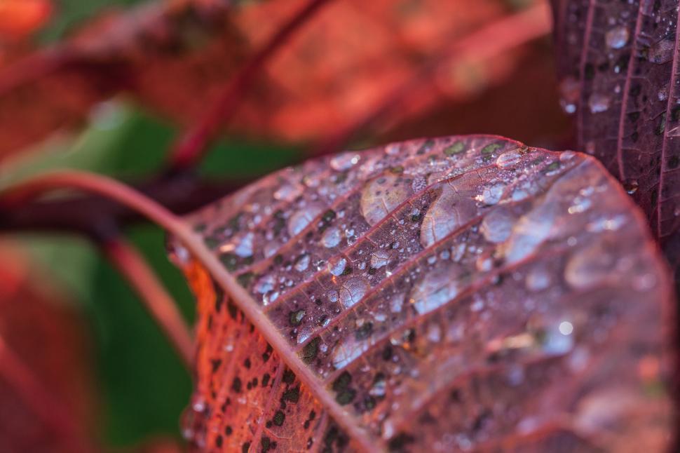 Free Image of Bush Details Free Stock Photo 