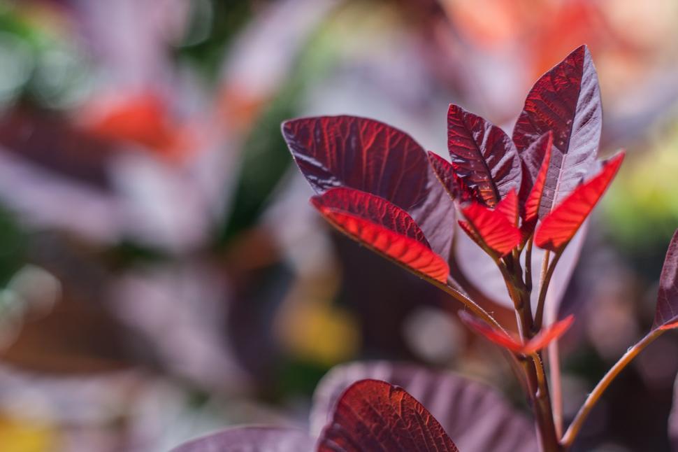 Free Image of Bush Leaves Free Stock Photo 