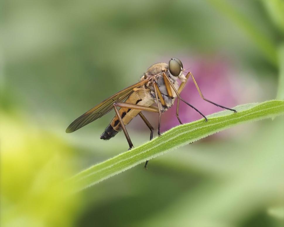 Free Image of Snipe fly 