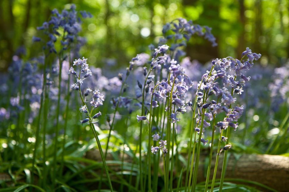 Free Image of English Bluebells Free Stock Photo 