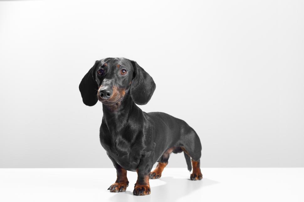 Free Image of black dachshund on white 
