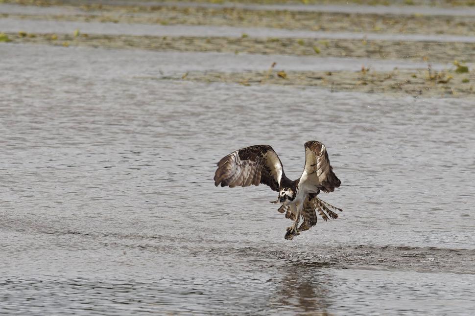 Free Image of Osprey fishing 