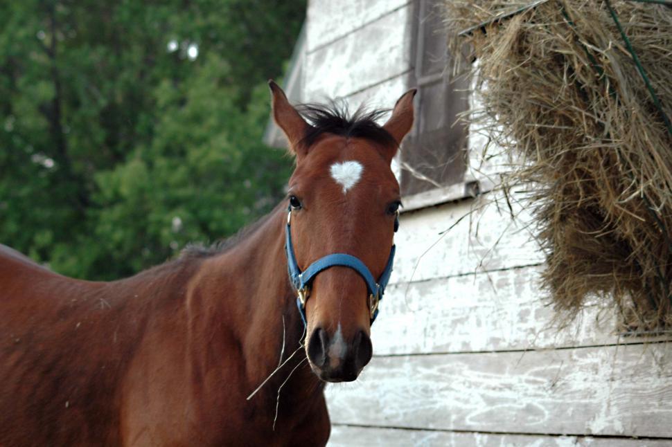 Free Image of Brown Horse Standing Next to Pile of Hay 