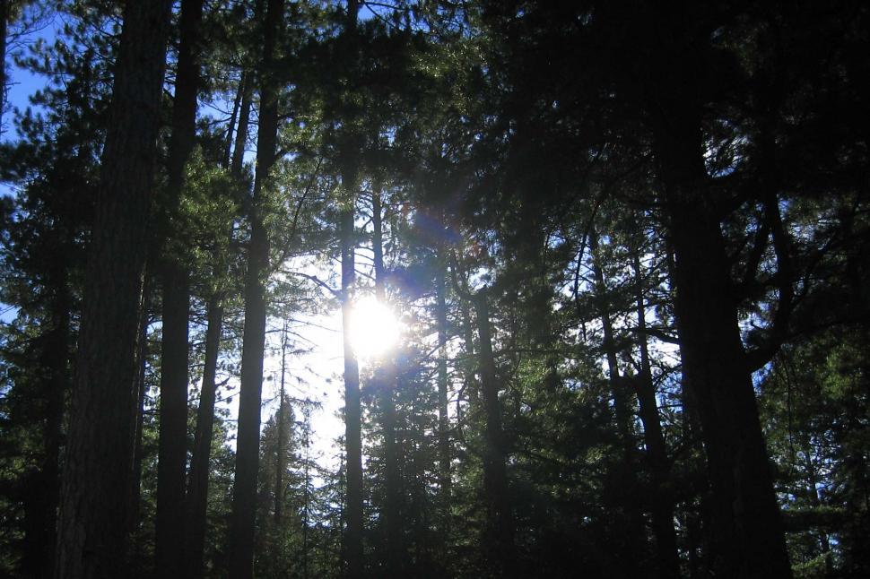 Free Image of Sun Shining Through Trees in Forest 