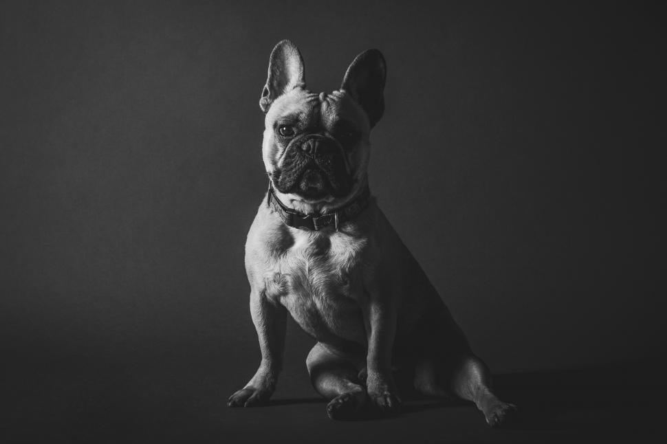 Free Image of A dog sitting on the floor 