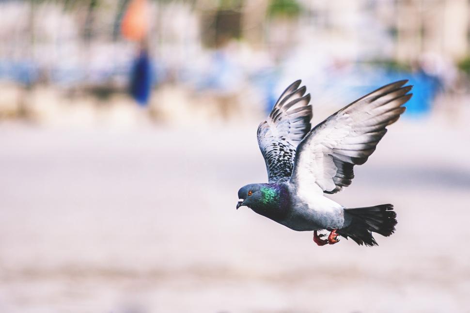 Free Image of A bird flying in the air 
