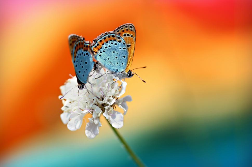 Free Image of A butterfly on a flower 