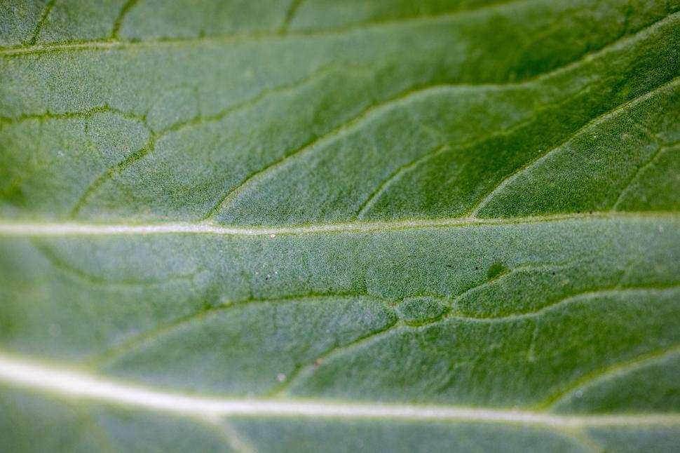 Free Image of A close up of a leaf 