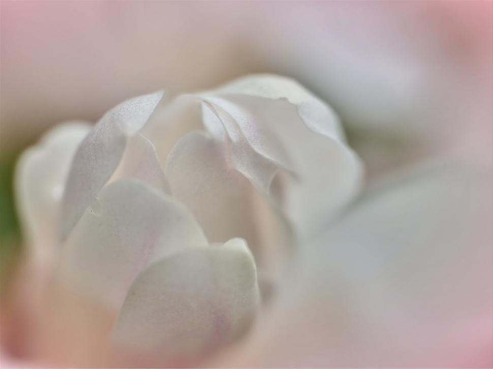Free Image of A close up of a flower 
