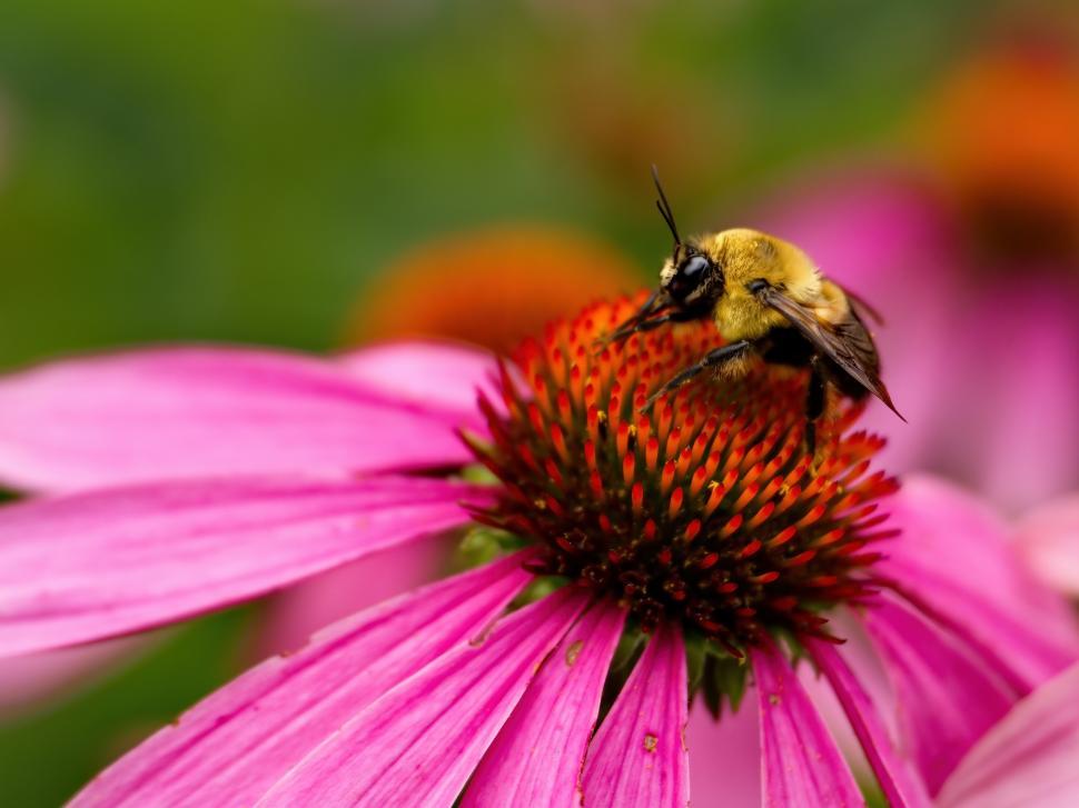 Free Image of A bee on a flower 