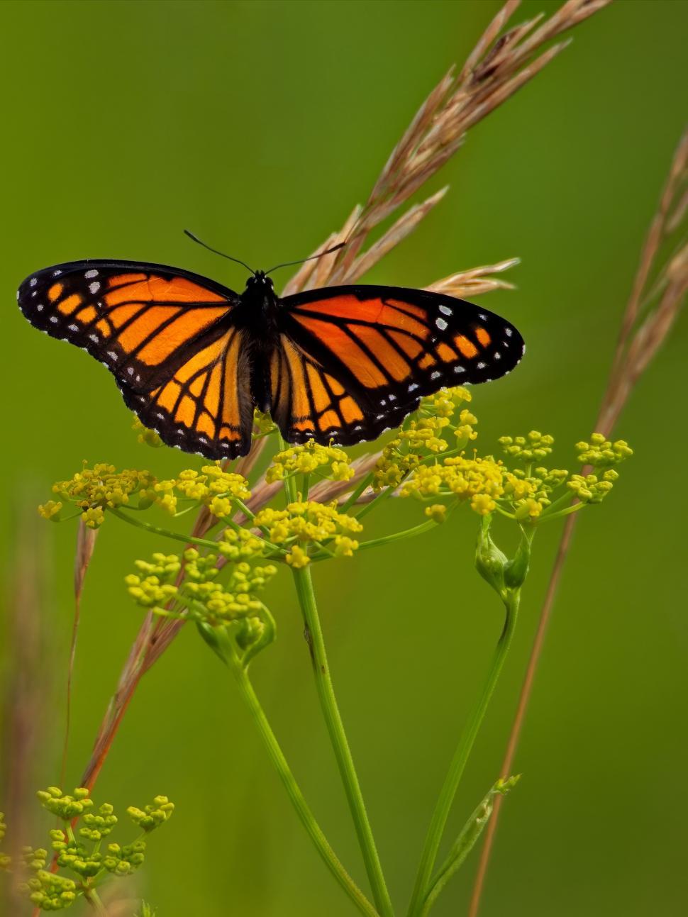 Free Image of A butterfly on a flower 