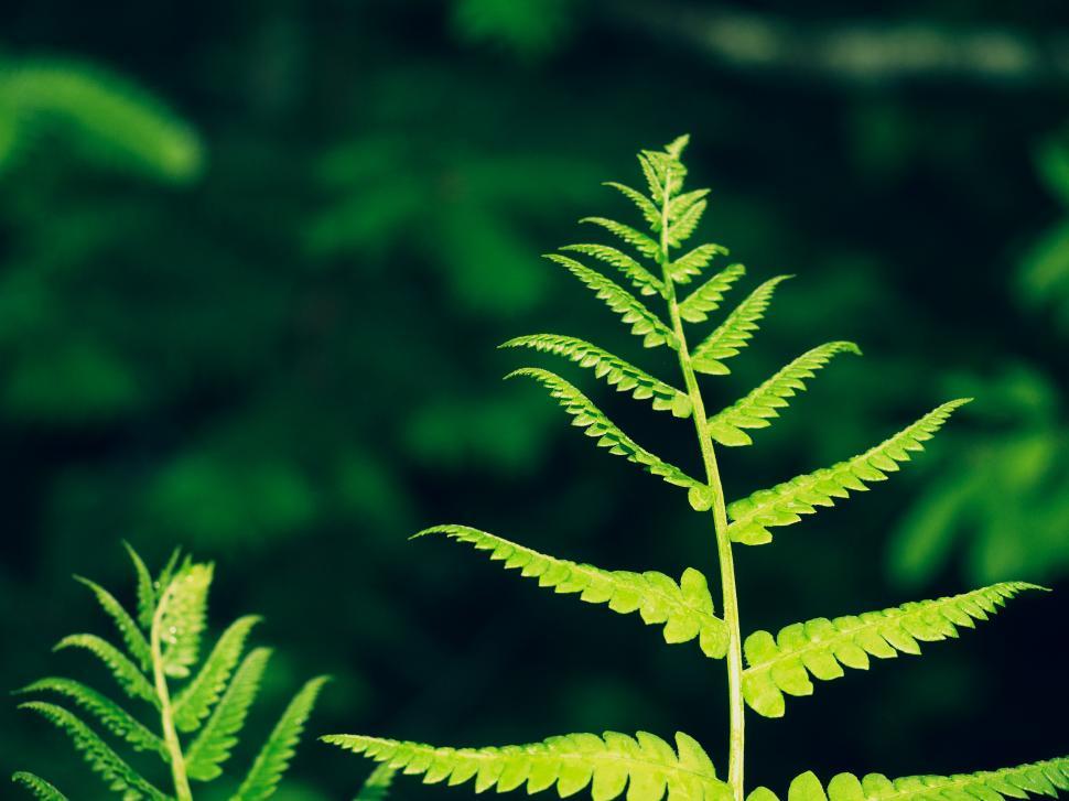Free Image of A close up of a fern leaf 