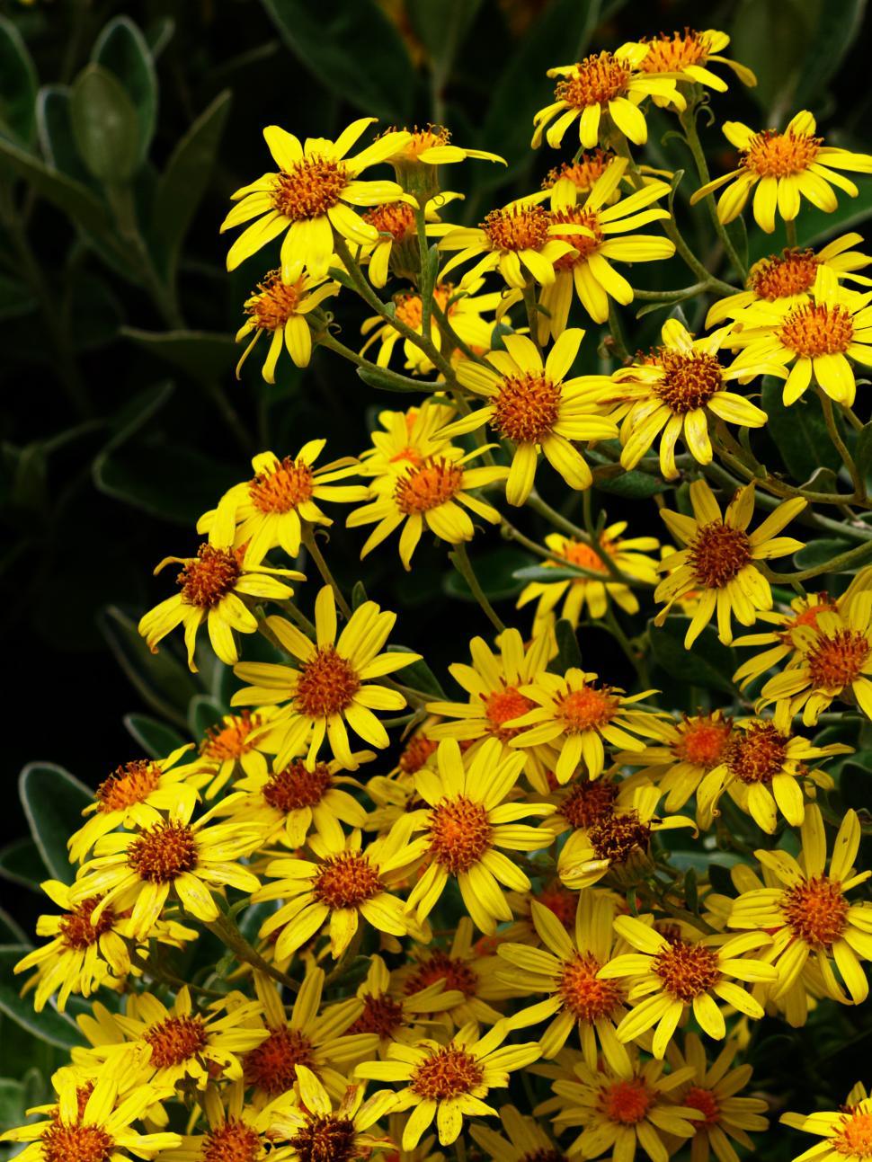 Free Image of A group of yellow flowers 