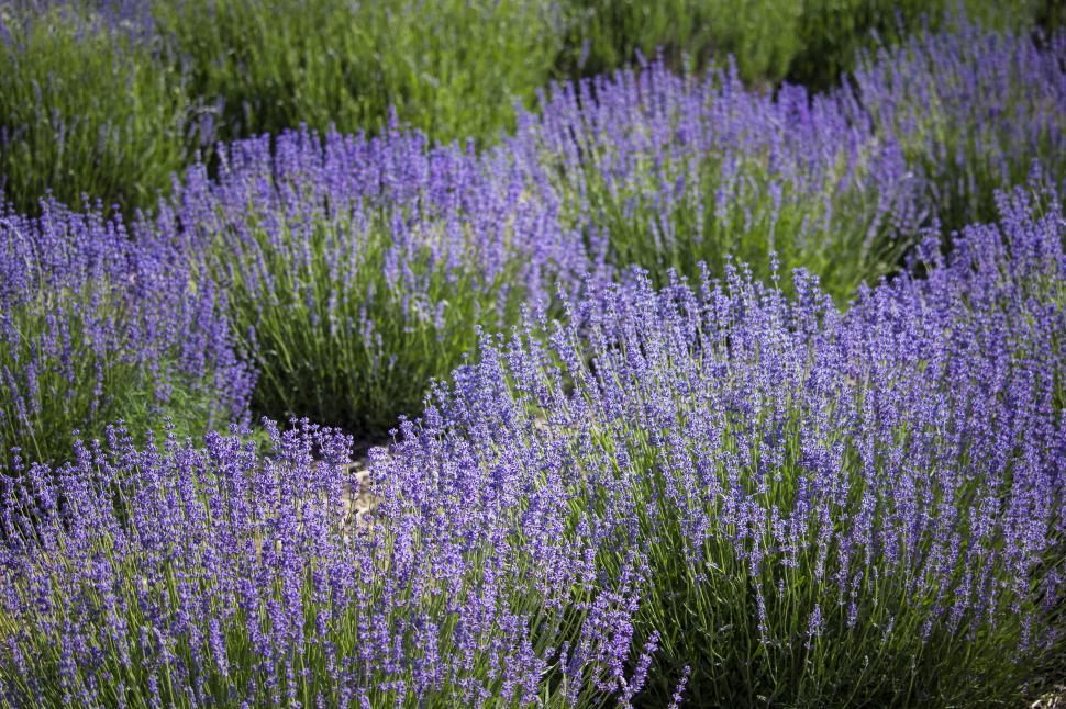 Free Image of A field of purple flowers 
