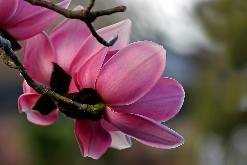 Free Image of A close up of a flower 