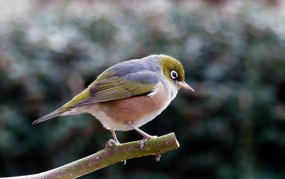 Free Image of A bird on a branch 