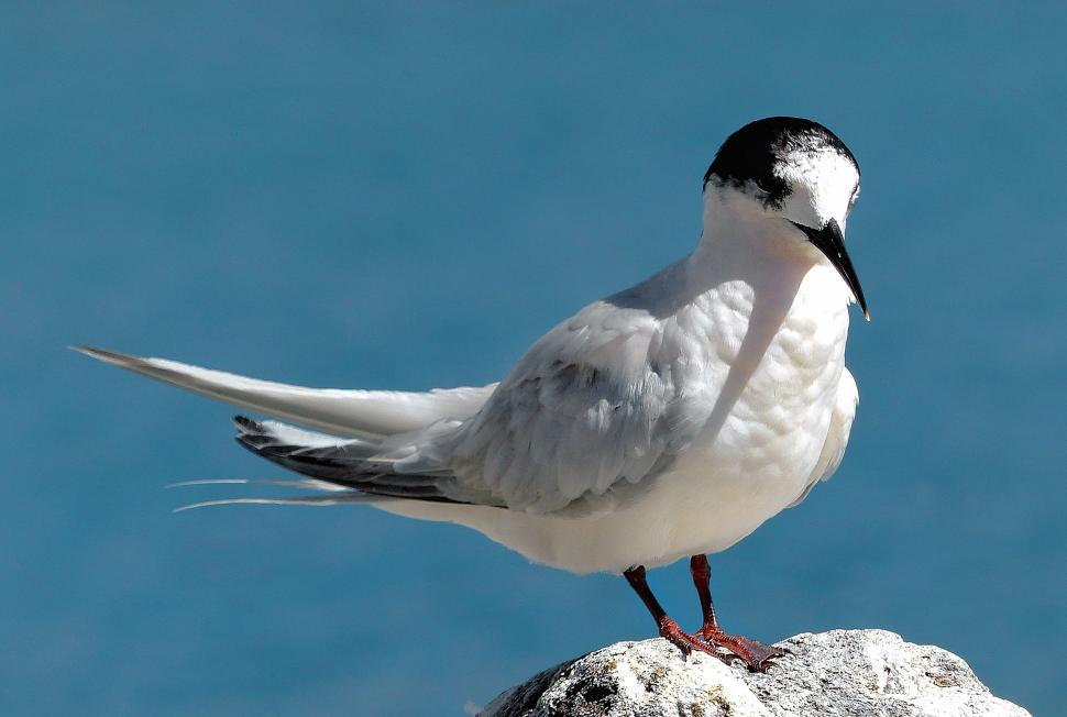 Free Image of A bird standing on a rock 