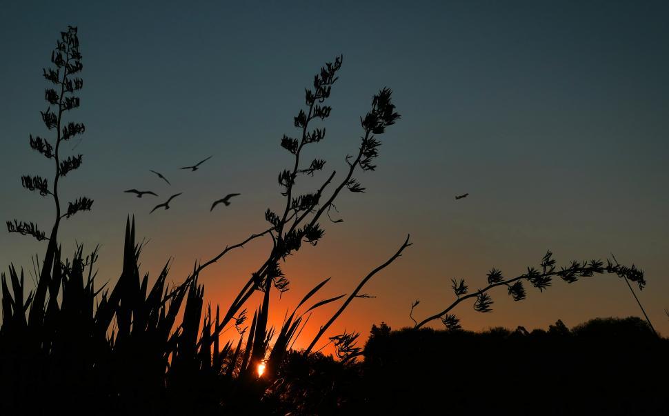 Free Image of Birds flying in the sky 