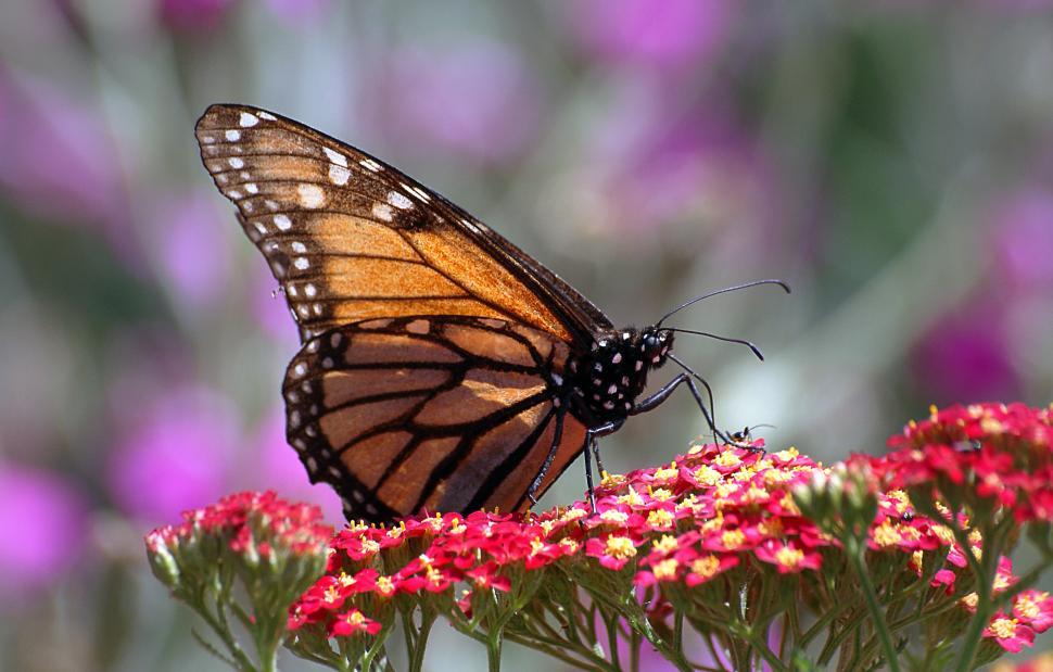 Free Image of A butterfly on a flower 