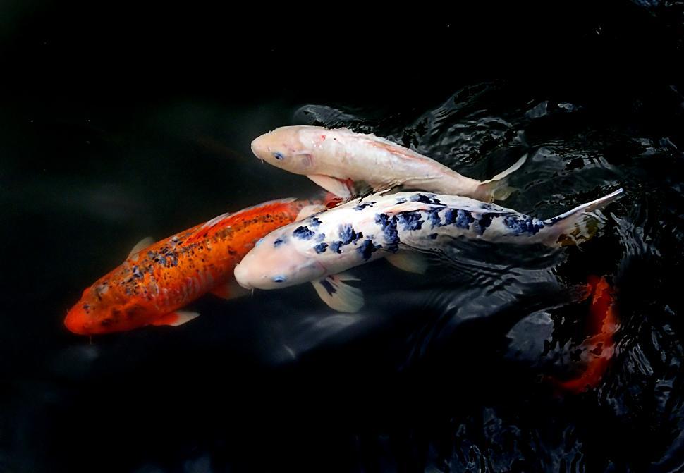 Free Image of A group of fish swimming in water 