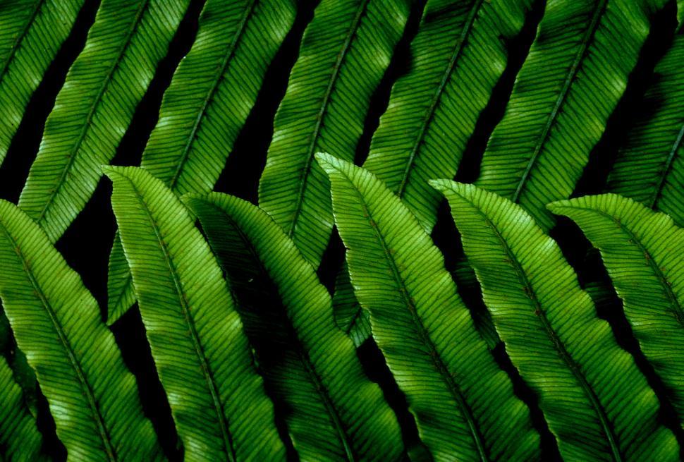 Free Image of A close up of a leaf 