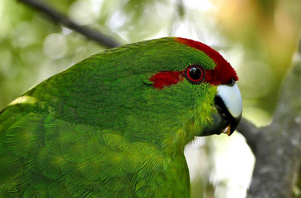 Free Image of A close up of a bird 