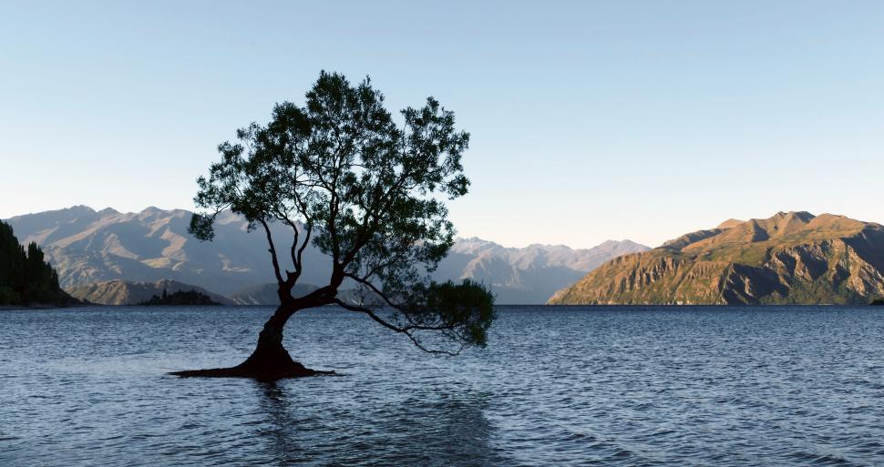 Free Image of A tree in the water 