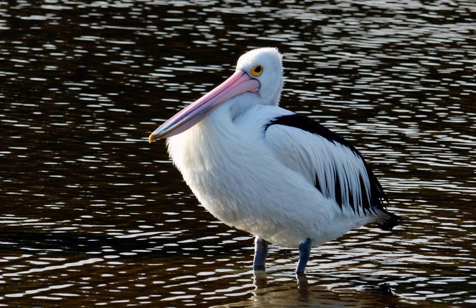 Free Image of A white bird standing in water 