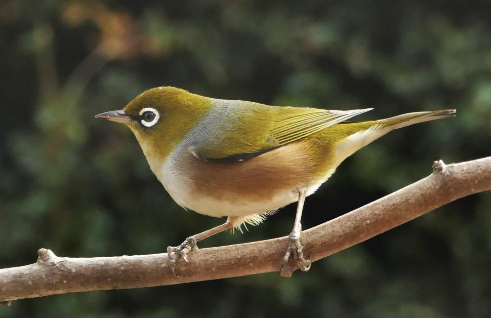 Free Image of A bird on a branch 