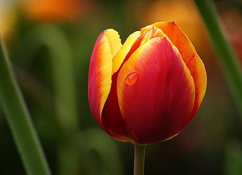 Free Image of A close up of a flower 