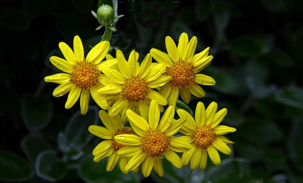 Free Image of A group of yellow flowers 