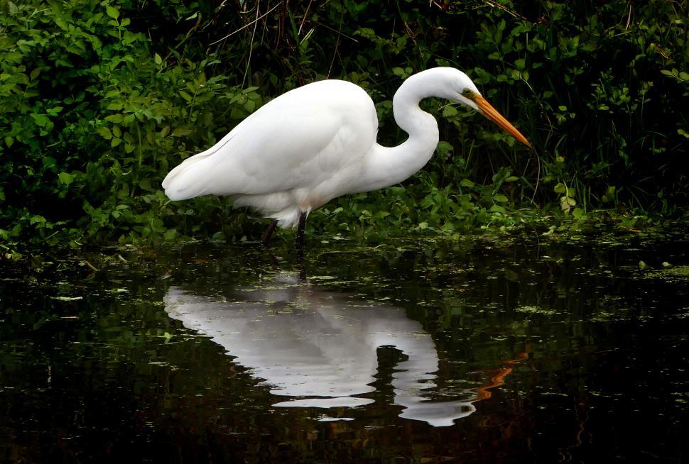 Free Image of A white bird standing in water 