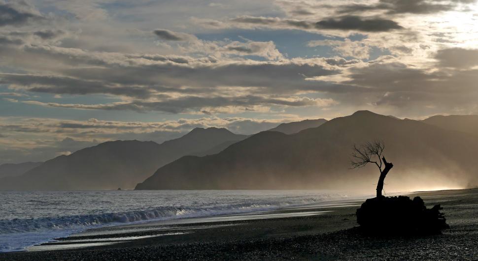 Free Image of A tree on a beach 