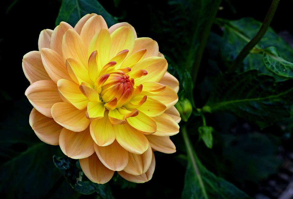 Free Image of A yellow flower with a red center 
