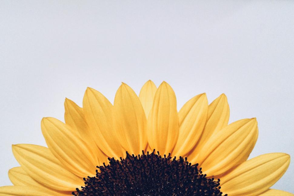 Free Image of A close up of a sunflower 